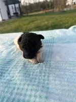 Domino, a male Poodle - Toy  for sale in Munfordville, KY – Photo 2 of 2