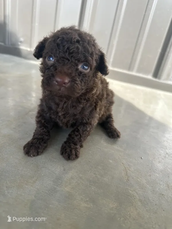 Huckleberry  – Poodle - Toy  puppy for sale in Munfordville, KY