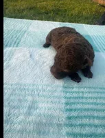 Huckleberry , a male Poodle - Toy  for sale in Munfordville, KY – Photo 2 of 2