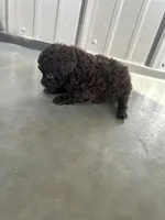 Huckleberry , a male Poodle - Toy  for sale in Munfordville, KY – Photo 2 of 4