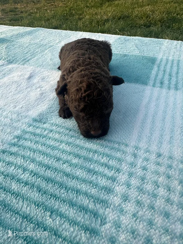 Huckleberry  – Poodle - Toy  puppy for sale in Munfordville, KY