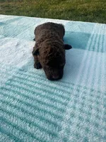 Huckleberry , a male Poodle - Toy  for sale in Munfordville, KY – Photo 1 of 2