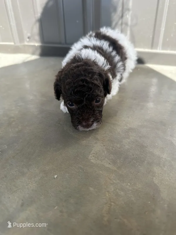 Oreo – Poodle - Toy  puppy for sale in Munfordville, KY