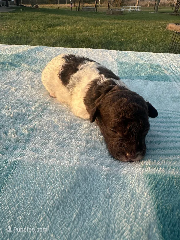 Oreo – Poodle - Toy  puppy for sale in Munfordville, KY