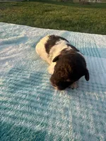 Oreo, a female Poodle - Toy  for sale in Munfordville, KY – Photo 2 of 2