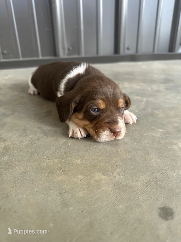 Roscoe – Beagle puppy for sale in Munfordville, KY