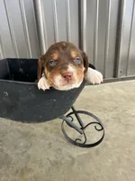 Roscoe, a male Beagle for sale in Munfordville, KY – Photo 3 of 4