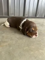 Roscoe, a male Beagle for sale in Munfordville, KY – Photo 4 of 4