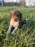 Roscoe, a male Beagle for sale in Munfordville, KY – Photo 4 of 8