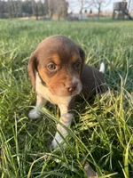 Roscoe, a male Beagle for sale in Munfordville, KY – Photo 2 of 8