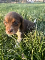 Roscoe, a male Beagle for sale in Munfordville, KY – Photo 3 of 8