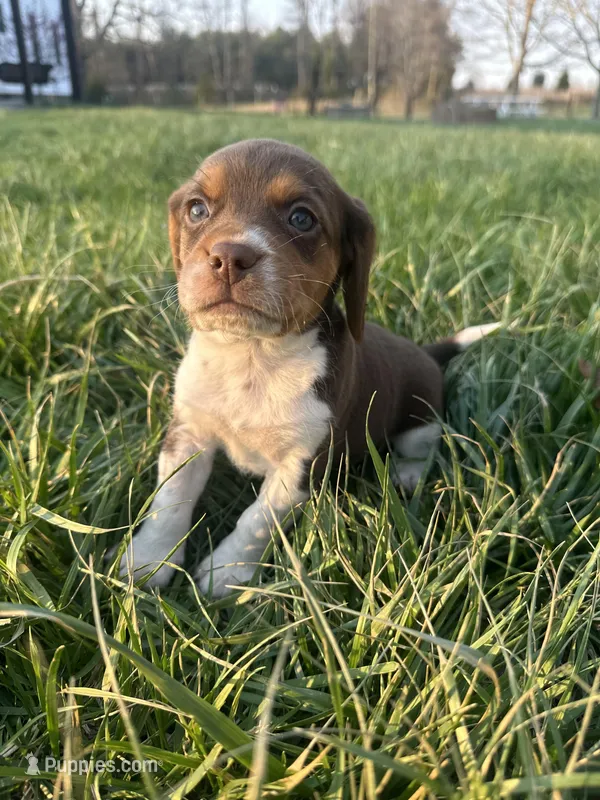 Roscoe – Beagle puppy for sale in Munfordville, KY
