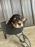 Leo, a male Beagle for sale in Munfordville, KY – Photo 4 of 4