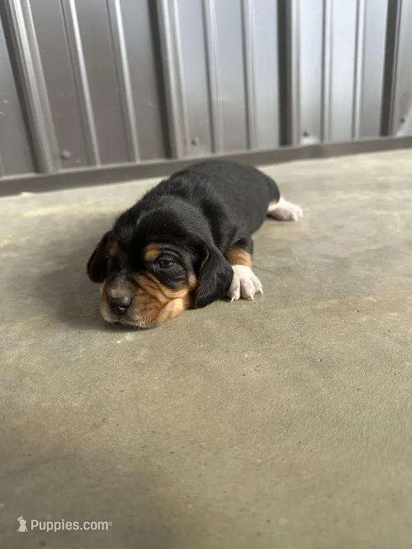 Leo – Beagle puppy for sale in Munfordville, KY