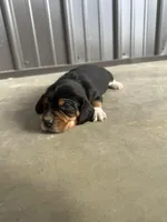 Leo, a male Beagle for sale in Munfordville, KY – Photo 1 of 4