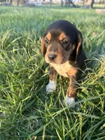 Leo, a male Beagle for sale in Munfordville, KY – Photo 2 of 6
