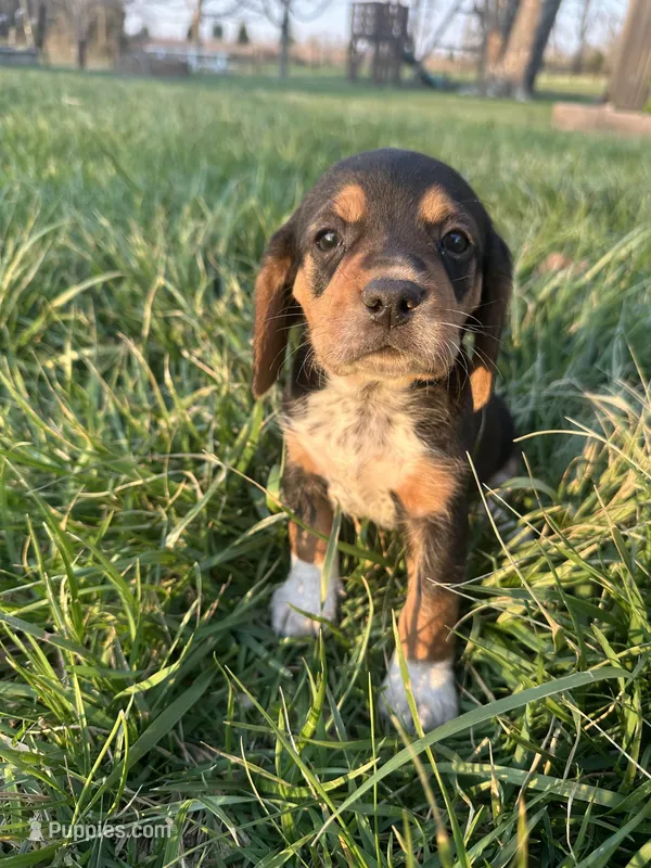 Leo – Beagle puppy for sale in Munfordville, KY