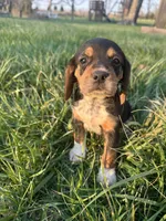 Leo, a male Beagle for sale in Munfordville, KY – Photo 1 of 6