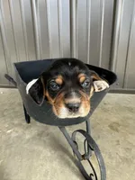 Leo, a male Beagle for sale in Munfordville, KY – Photo 3 of 4