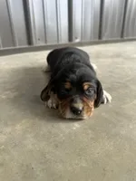 Leo, a male Beagle for sale in Munfordville, KY – Photo 2 of 4