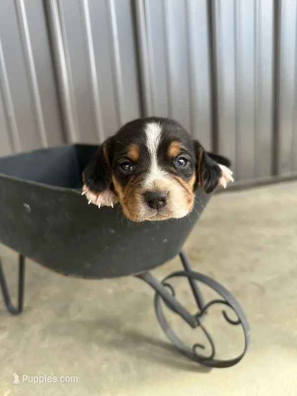 Hazel – Beagle puppy for sale in Munfordville, KY
