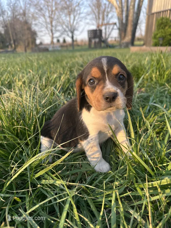 Hazel – Beagle puppy for sale in Munfordville, KY