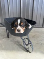 Hazel, a female Beagle for sale in Munfordville, KY – Photo 3 of 4