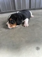 Hazel, a female Beagle for sale in Munfordville, KY – Photo 4 of 4