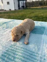 Ginger, a female Poodle - Toy  for sale in Munfordville, KY – Photo 1 of 2