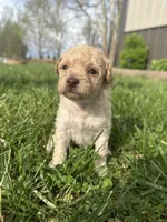 Ginger, a female Poodle - Toy  for sale in Munfordville, KY – Photo 2 of 4