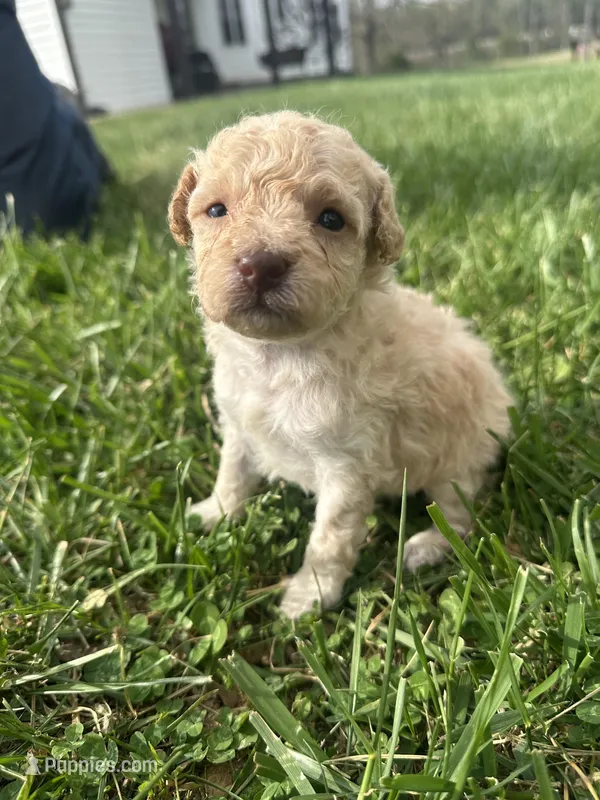 Ginger – Poodle - Toy  puppy for sale in Munfordville, KY