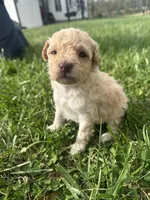 Ginger, a female Poodle - Toy  for sale in Munfordville, KY – Photo 1 of 4