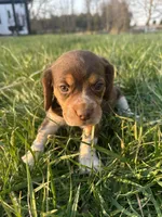 Hank, a male Beagle for sale in Munfordville, KY – Photo 2 of 8