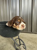 Hank, a male Beagle for sale in Munfordville, KY – Photo 3 of 4