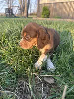 Hank, a male Beagle for sale in Munfordville, KY – Photo 3 of 8
