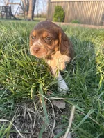 Hank, a male Beagle for sale in Munfordville, KY – Photo 4 of 8