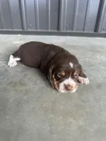 Hank, a male Beagle for sale in Munfordville, KY – Photo 1 of 4