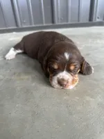 Hank, a male Beagle for sale in Munfordville, KY – Photo 4 of 4