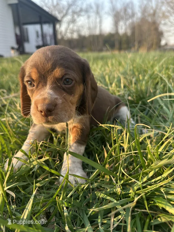 Hank – Beagle puppy for sale in Munfordville, KY
