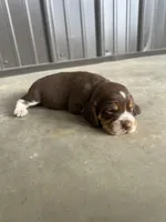 Hank, a male Beagle for sale in Munfordville, KY – Photo 2 of 4