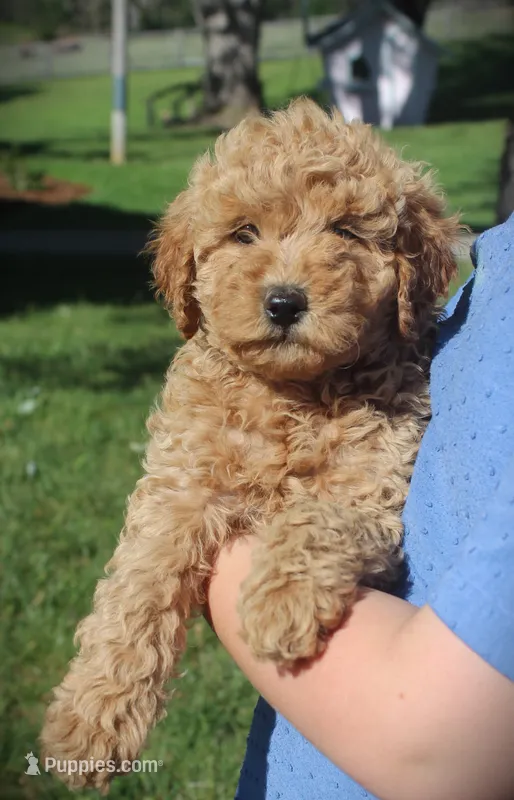 Leo – Miniature Goldendoodle puppy for sale in Stuarts Draft, VA