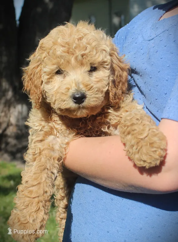 Sawyer – Miniature Goldendoodle puppy for sale in Stuarts Draft, VA
