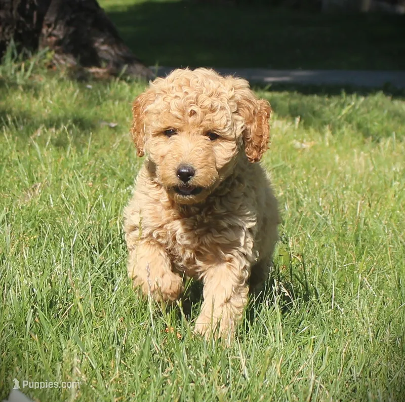 Daisy – Miniature Goldendoodle puppy for sale in Stuarts Draft, VA