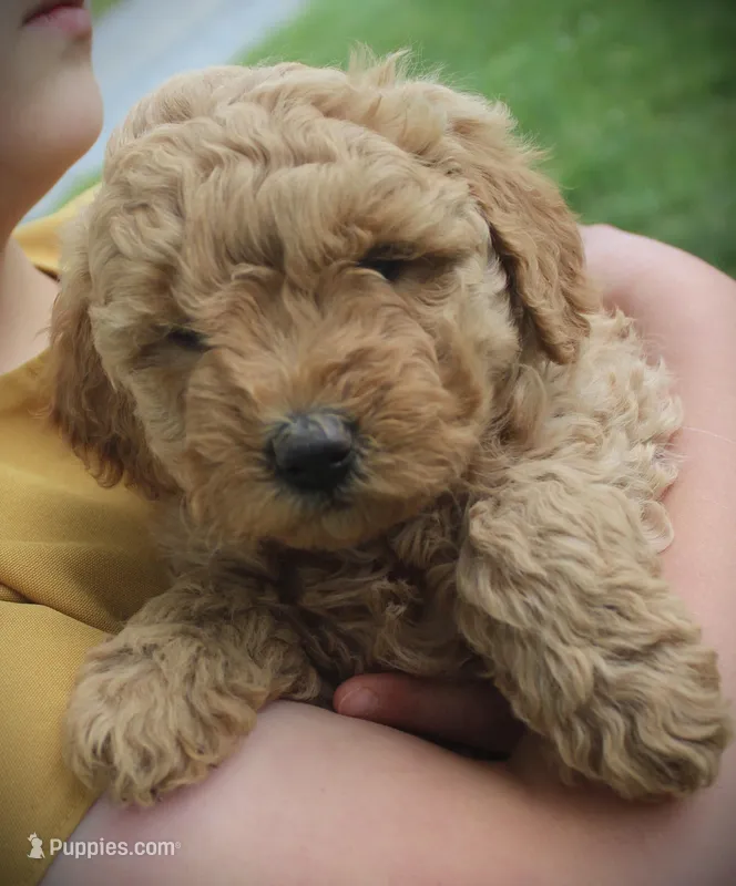 Leo – Miniature Goldendoodle puppy for sale in Stuarts Draft, VA