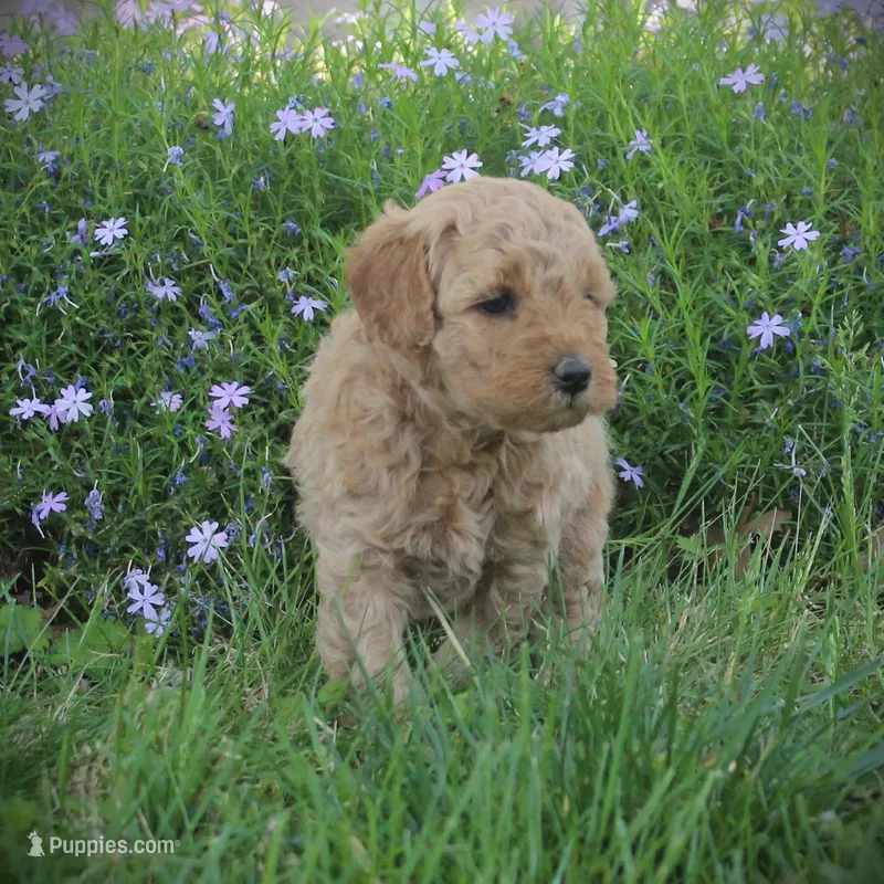 Leo – Goldendoodle puppy for sale in Stuarts Draft, VA