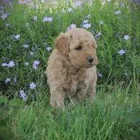 Leo, a male Goldendoodle for sale in Stuarts Draft, VA – Photo 1 of 4