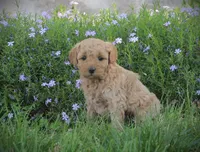 Leo, a male Goldendoodle for sale in Stuarts Draft, VA – Photo 4 of 4