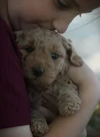Leo, a male Goldendoodle for sale in Stuarts Draft, VA – Photo 3 of 4
