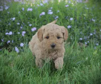 Leo, a male Goldendoodle for sale in Stuarts Draft, VA – Photo 2 of 4