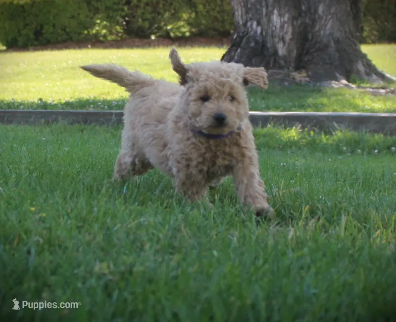 Ivy – Miniature Goldendoodle puppy for sale in Stuarts Draft, VA